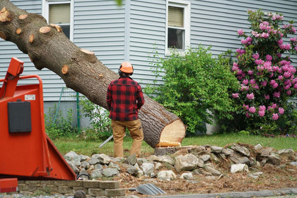 Tree Barber